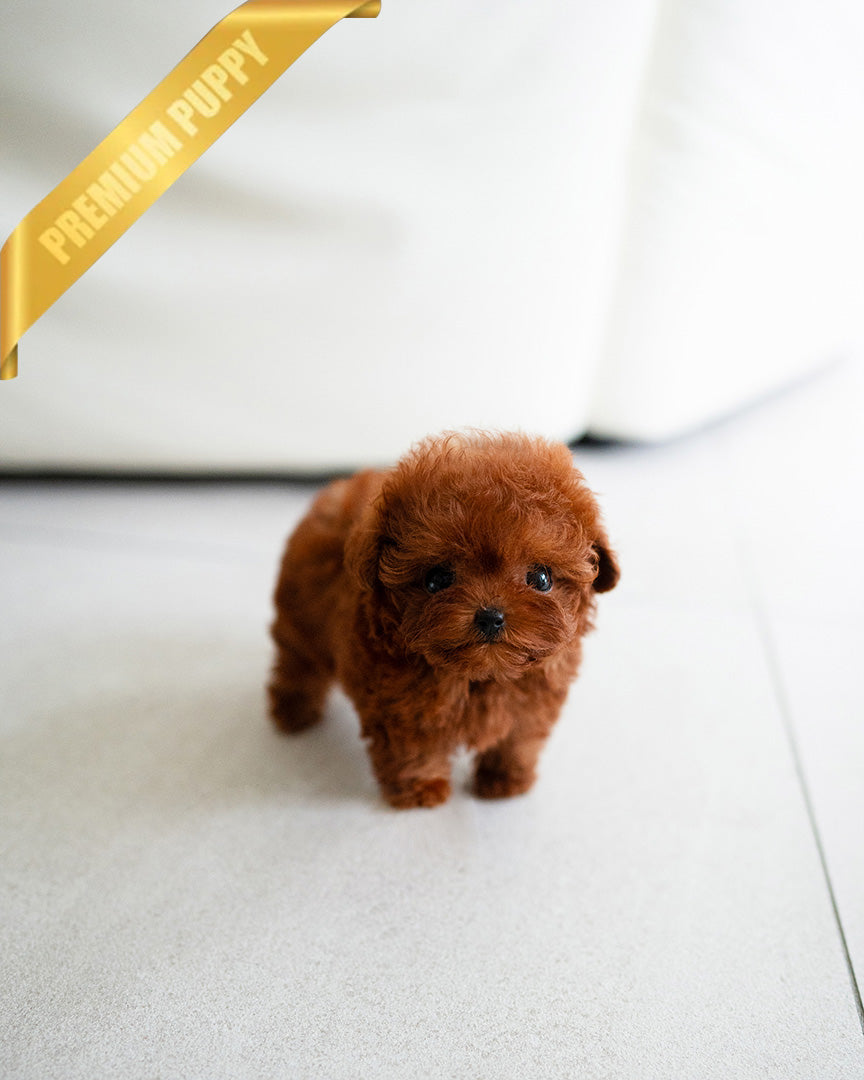 Sienna, a Poodle puppy
