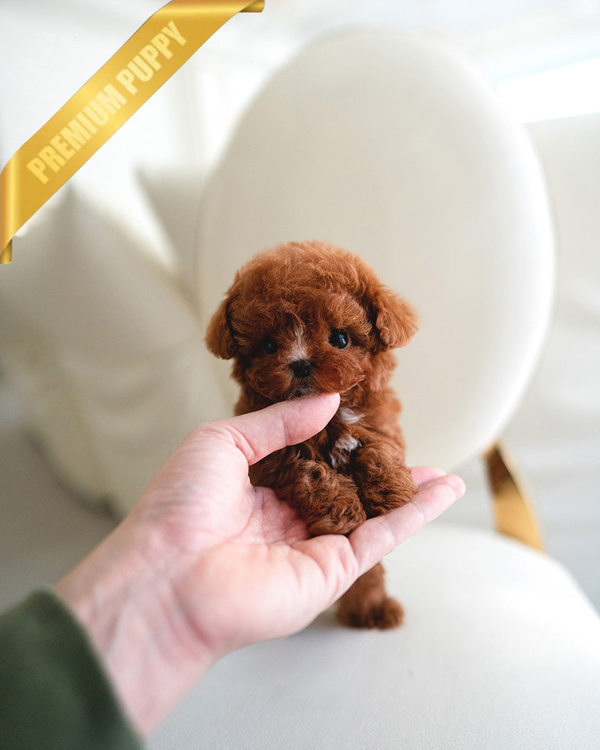 Sienna, a Poodle puppy