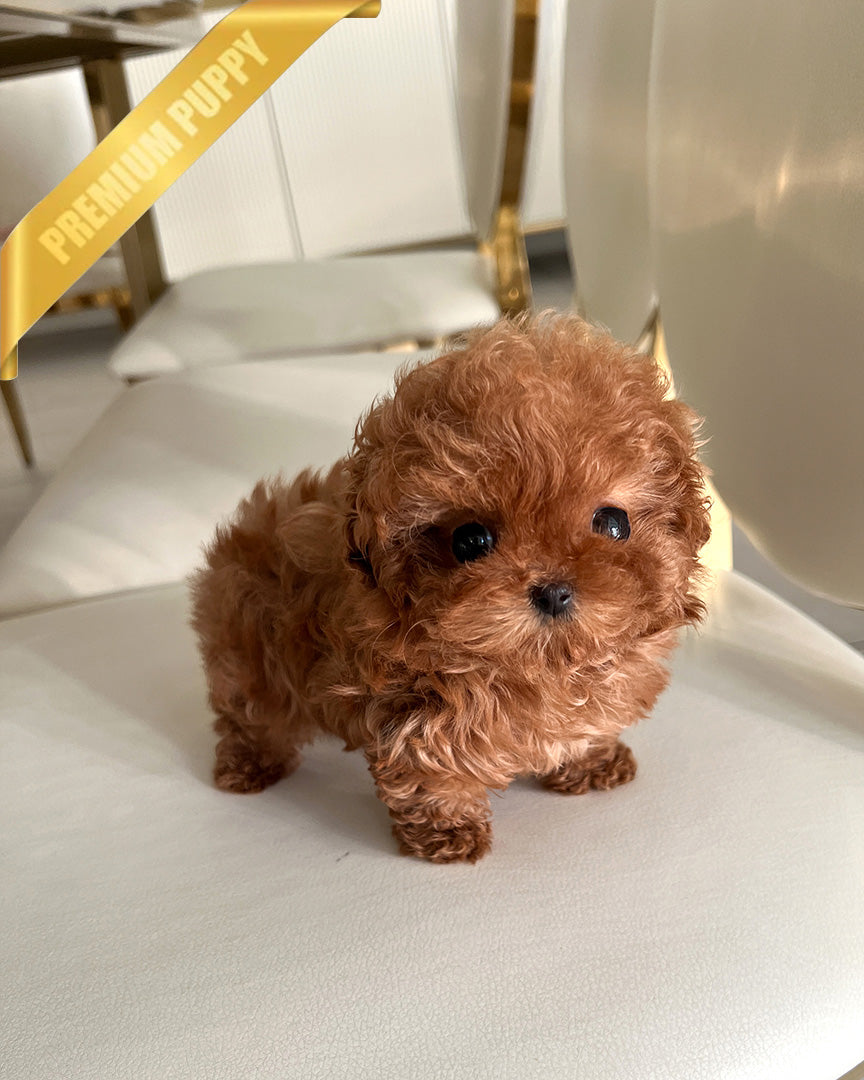 Sienna, a Poodle puppy