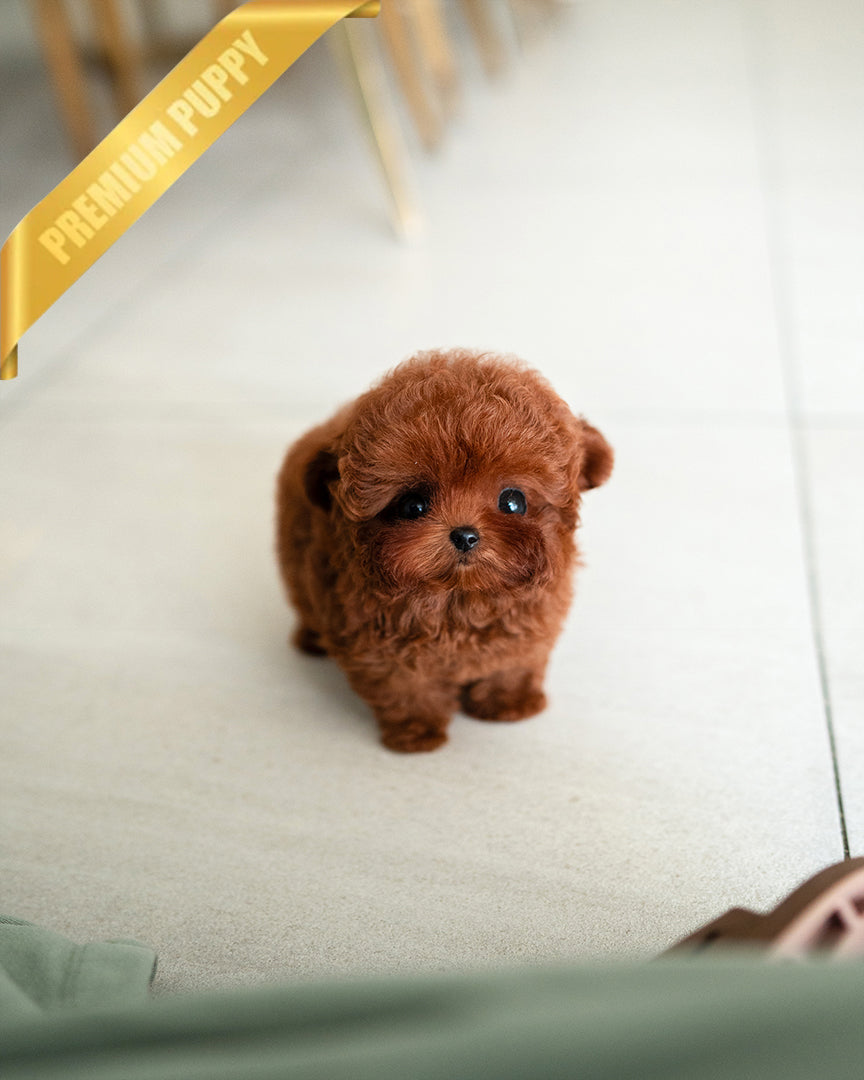 Sienna, a Poodle puppy