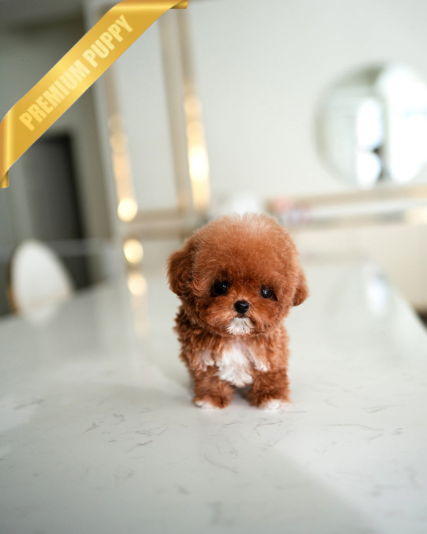 Sienna, a Poodle puppy