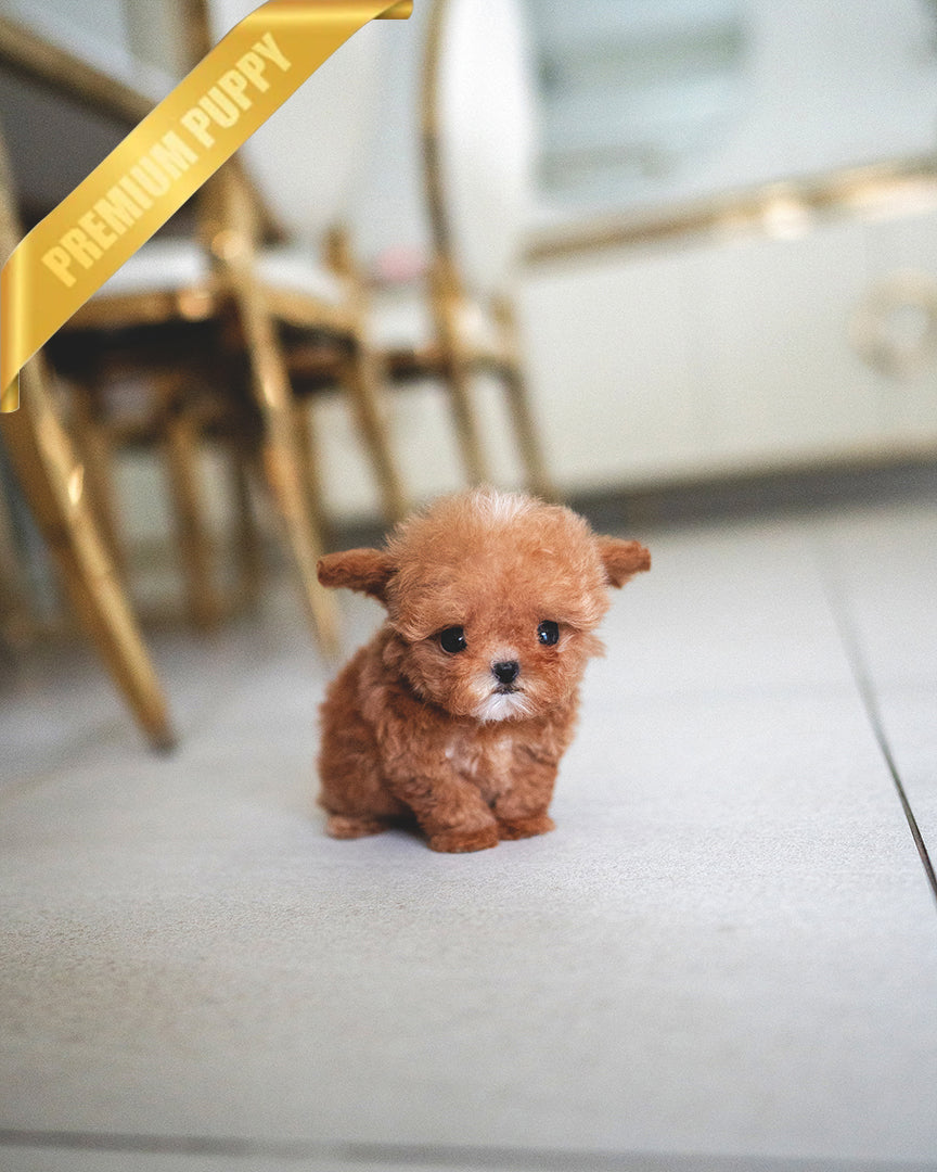 Sienna, a Poodle puppy