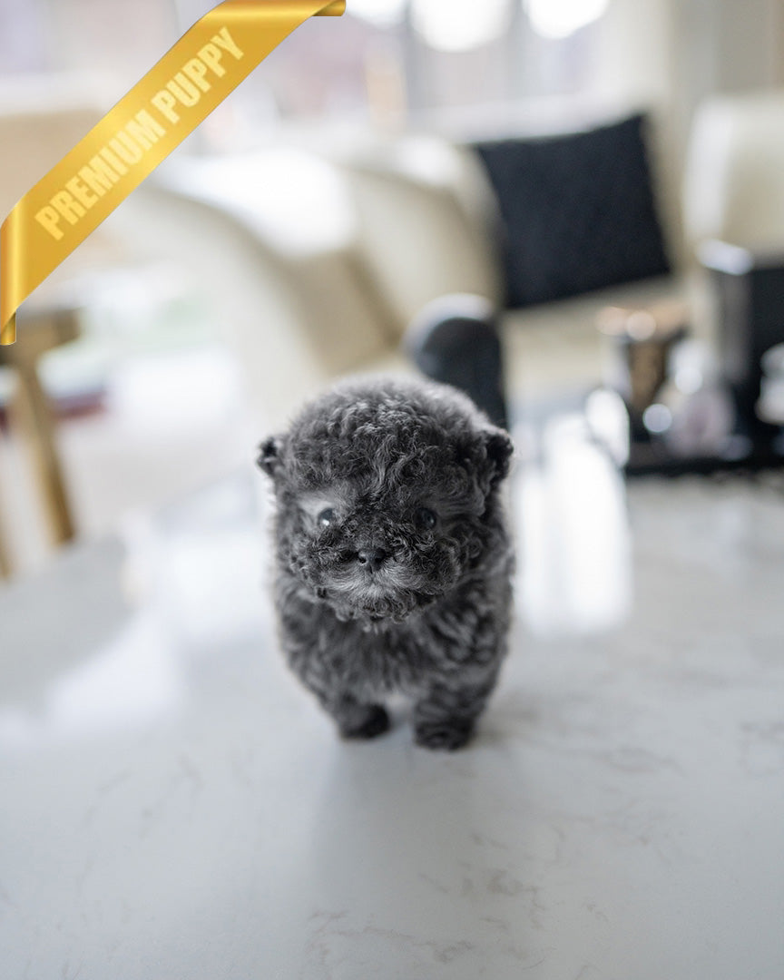 Simon, a Poodle puppy