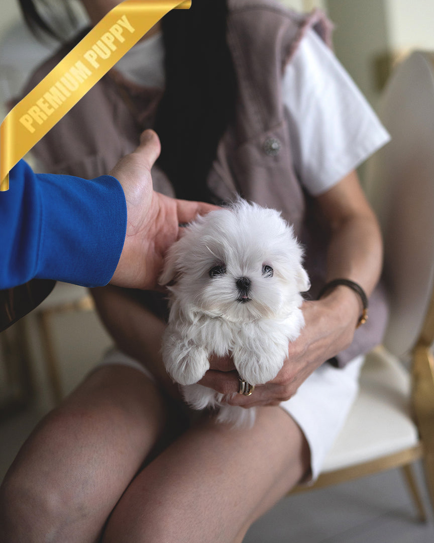 Skylar, a Maltese puppy