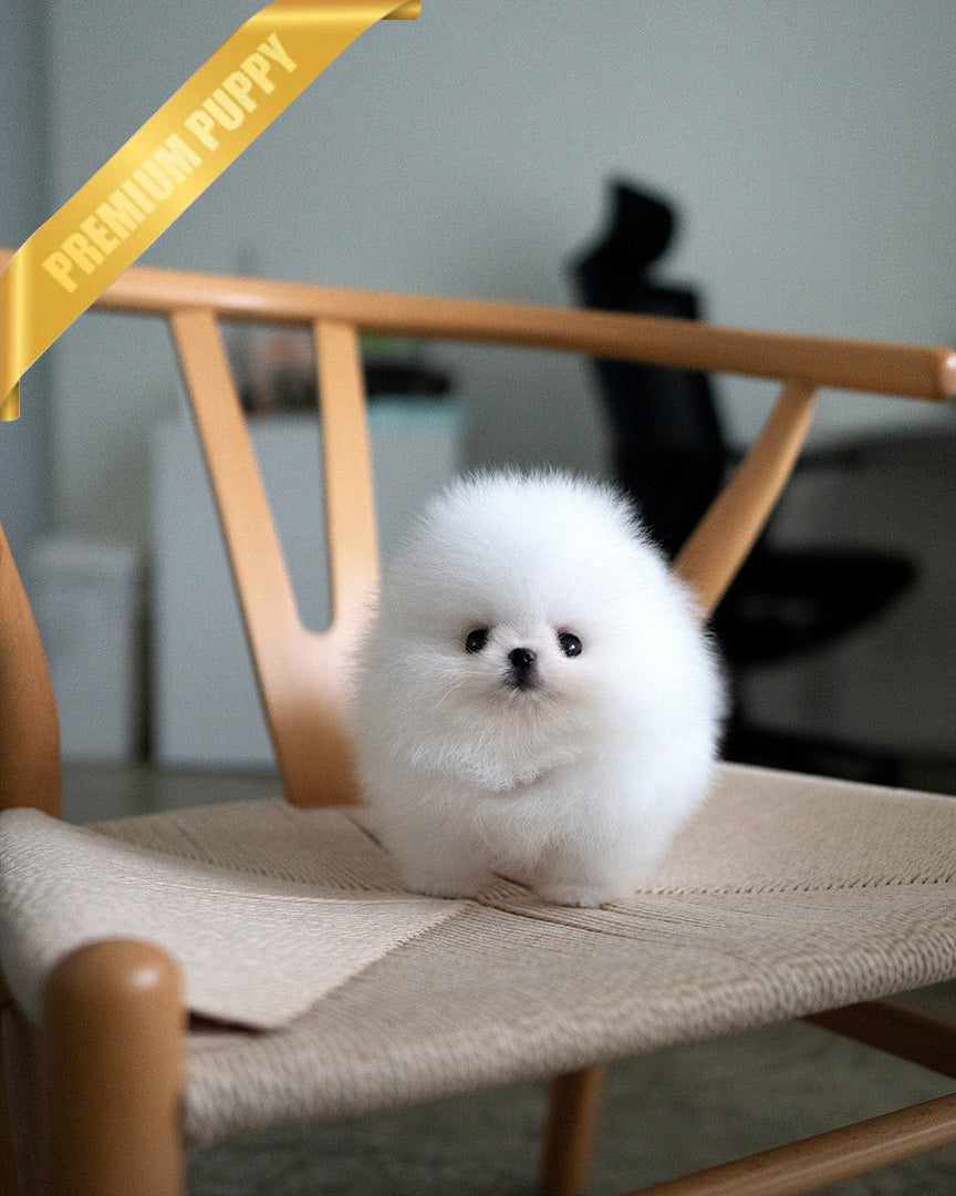 Marshy, a Pomeranian puppy