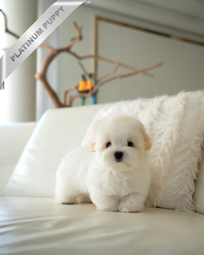 Snowy, a Coton De Tulear puppy