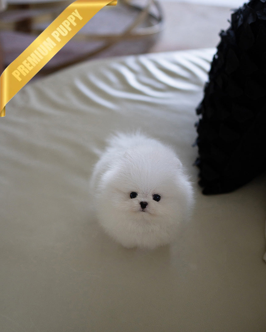 Snowy, a Pomeranian puppy
