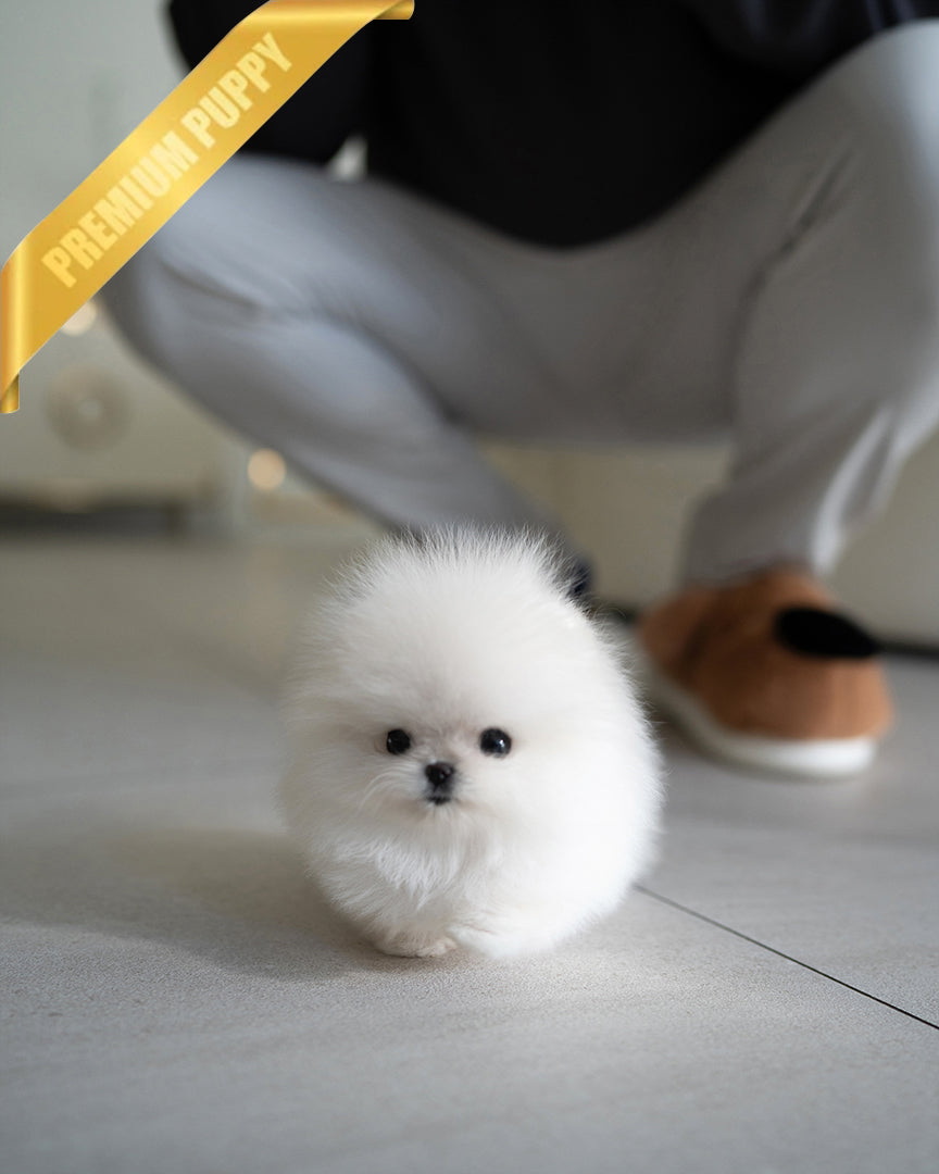 Som, a Pomeranian puppy