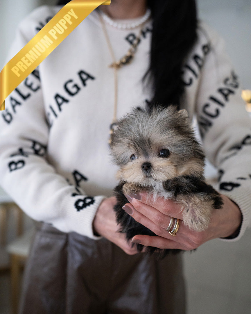 Stella, a Yorkie puppy