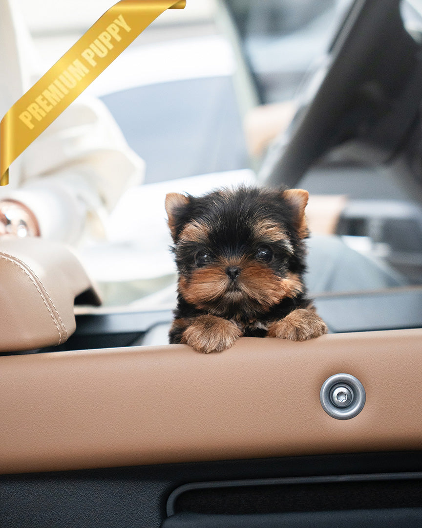 Stella, a Yorkie puppy