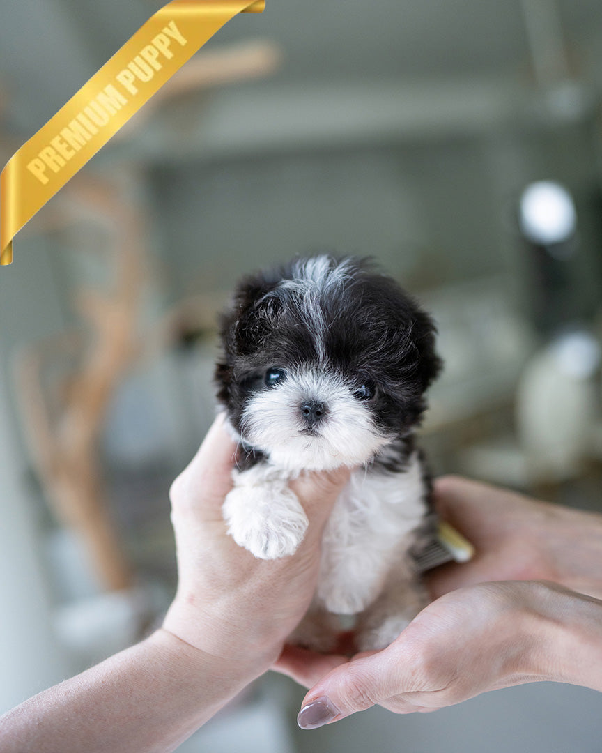 Stella, a Maltipoo puppy