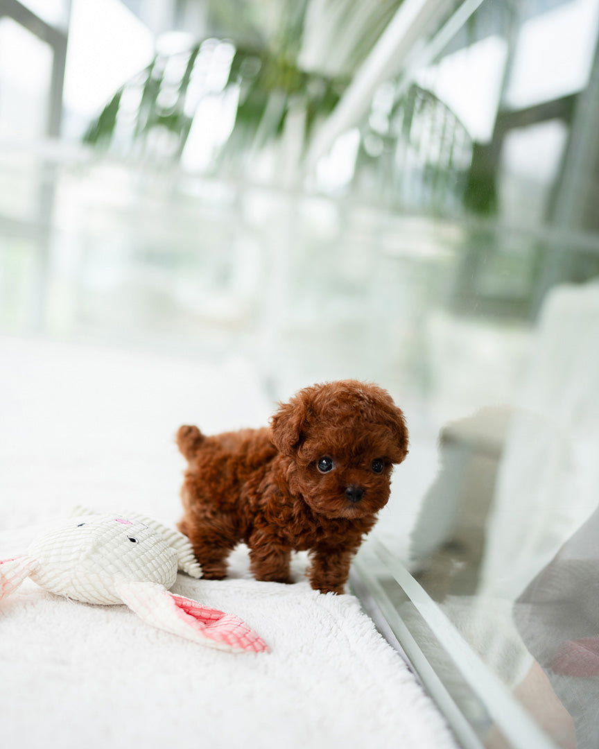 Stella, a Poodle puppy