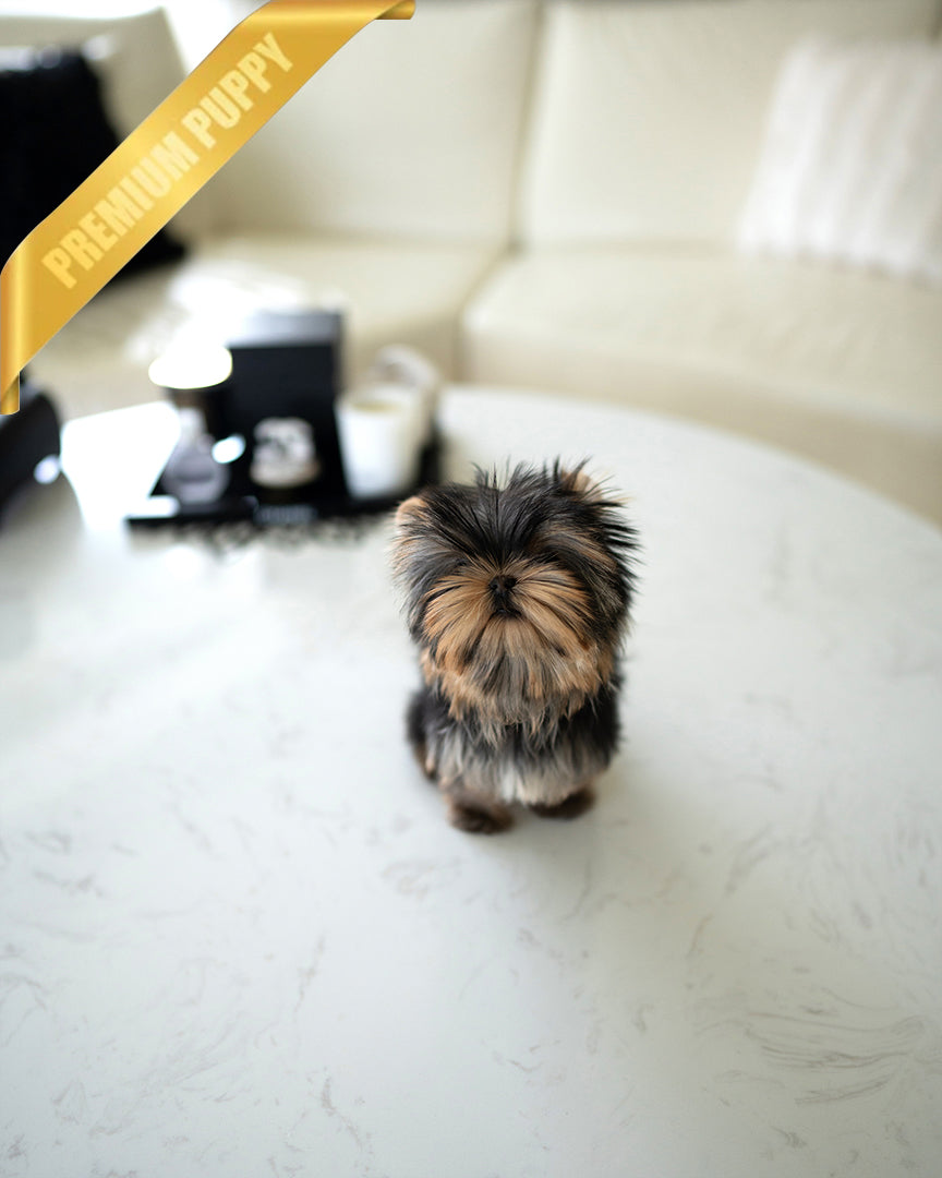 Stella, a Yorkie puppy