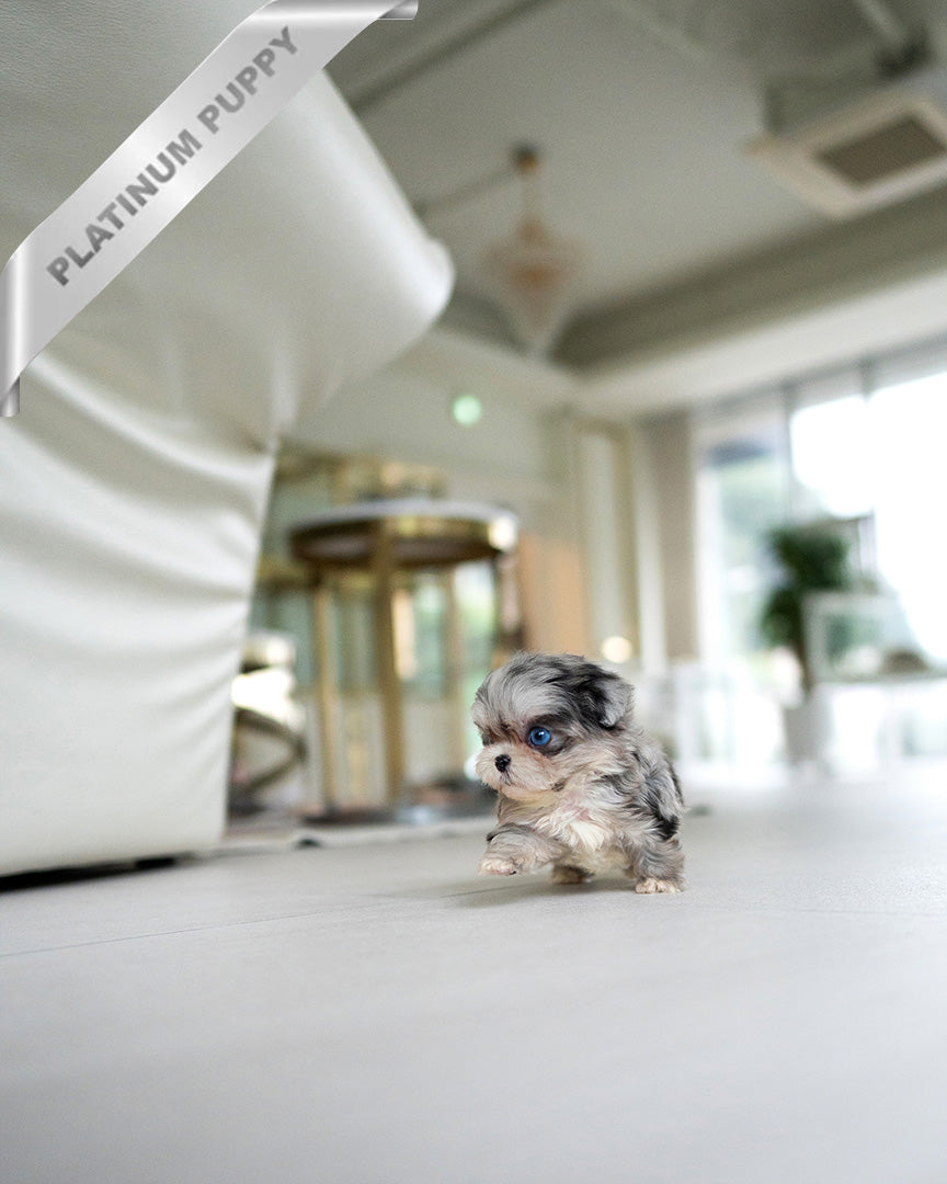 Sterling, a Maltipoo puppy
