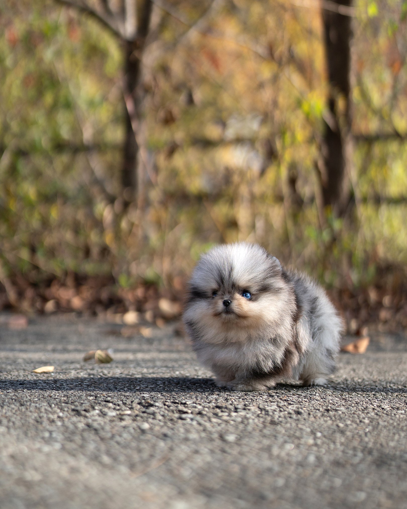 Suki, a Pomeranian puppy