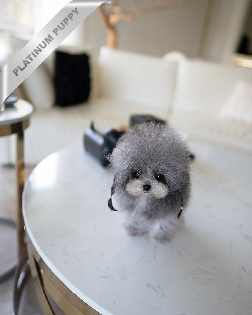 Sylvie, a Poodle puppy