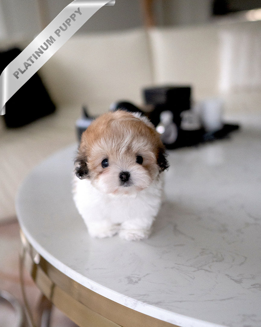 Taffy, a Coton De Tulear puppy