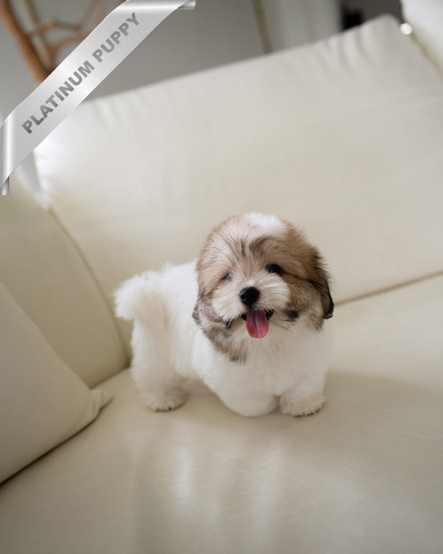 Taffy, a Coton De Tulear puppy