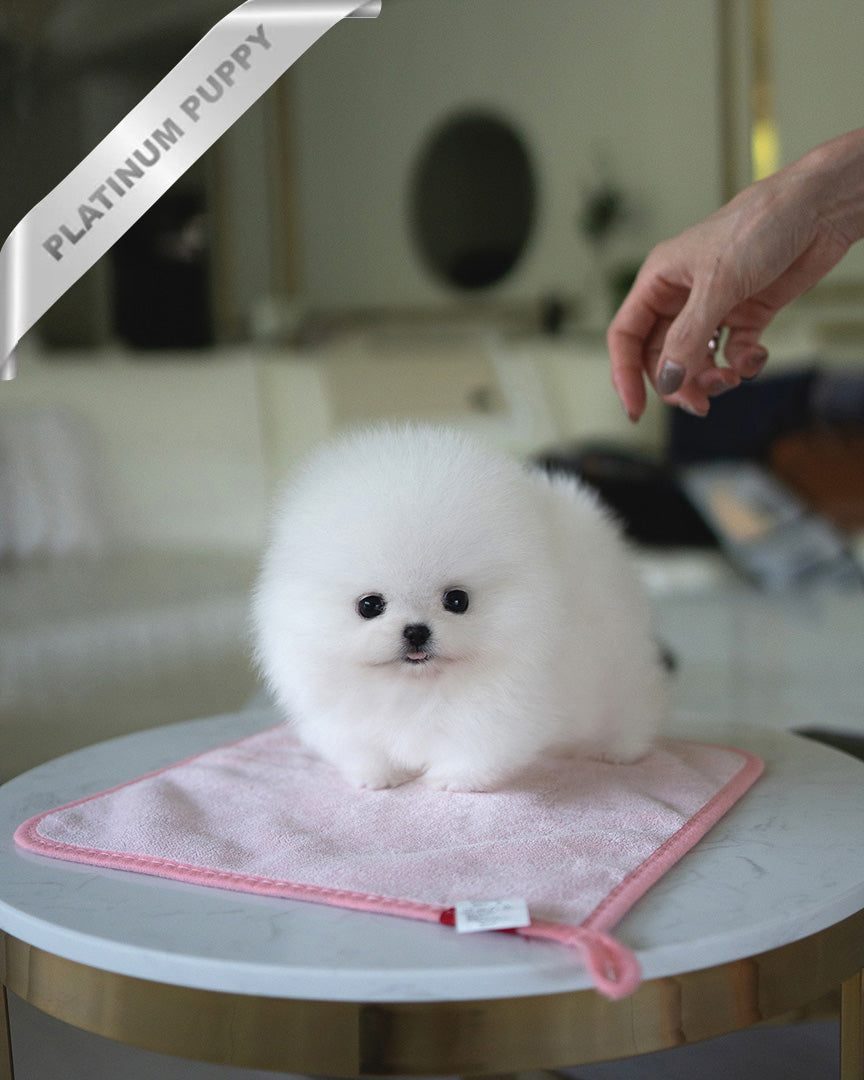 Taylor, a Pomeranian puppy