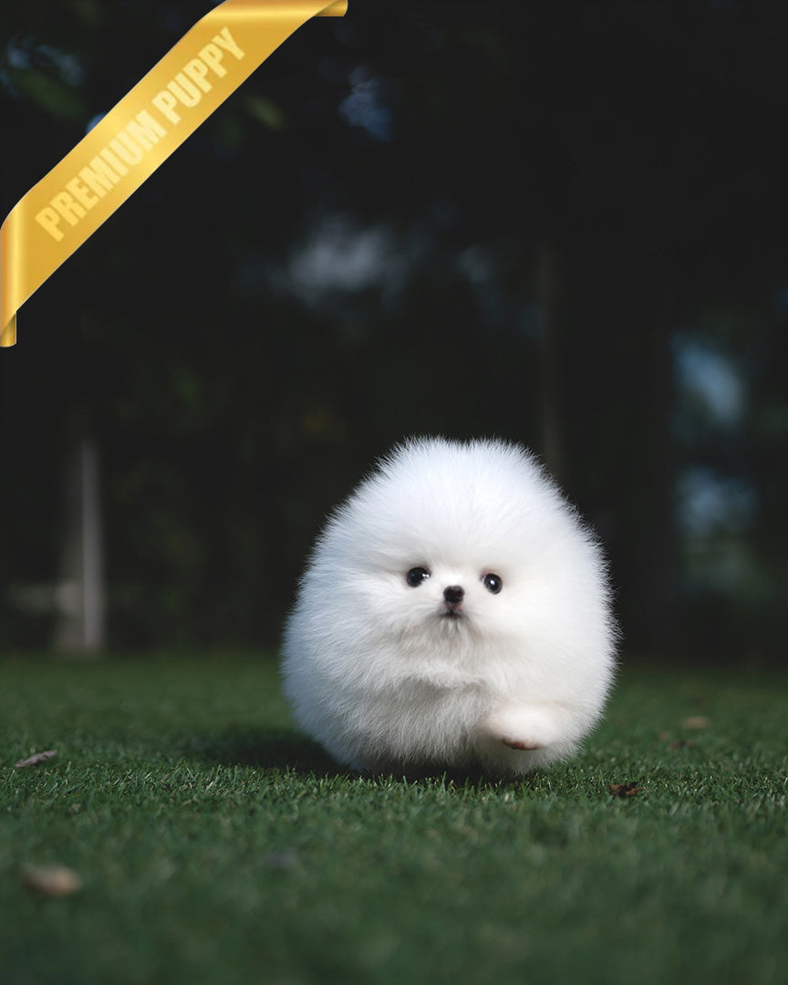 Taylor, a Pomeranian puppy