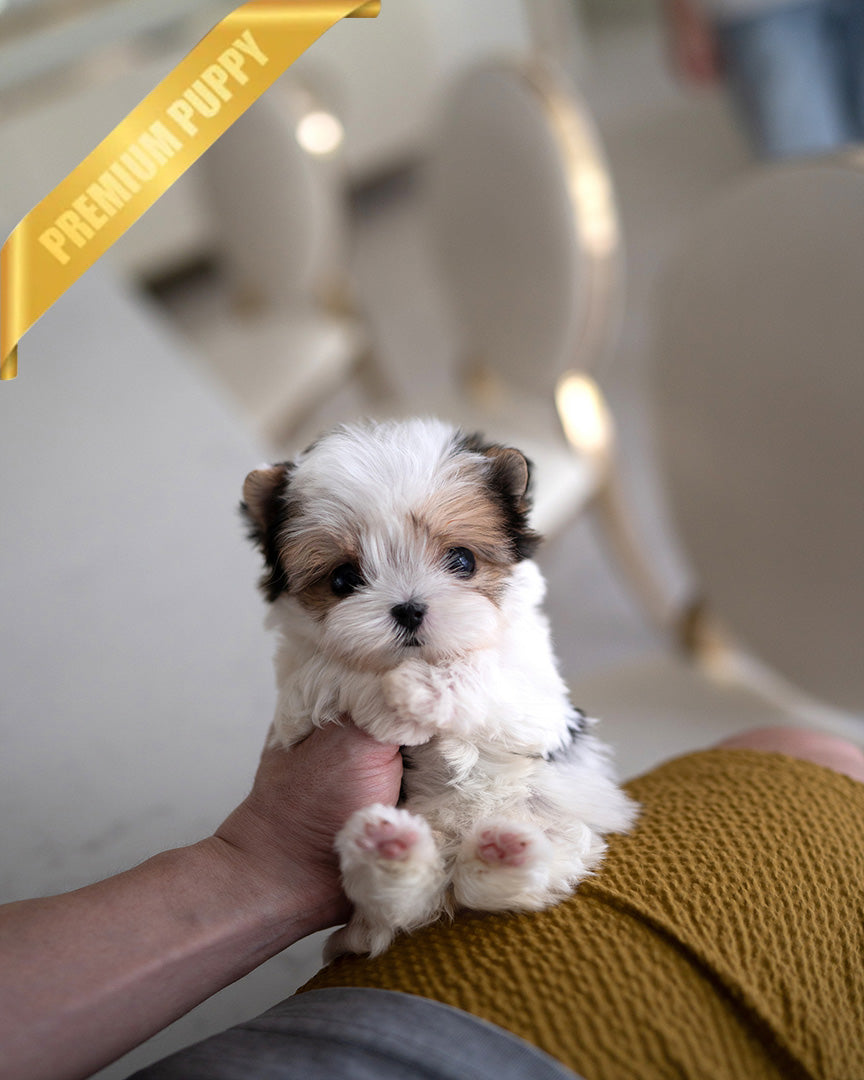 Bella, a Biewer Terrier puppy