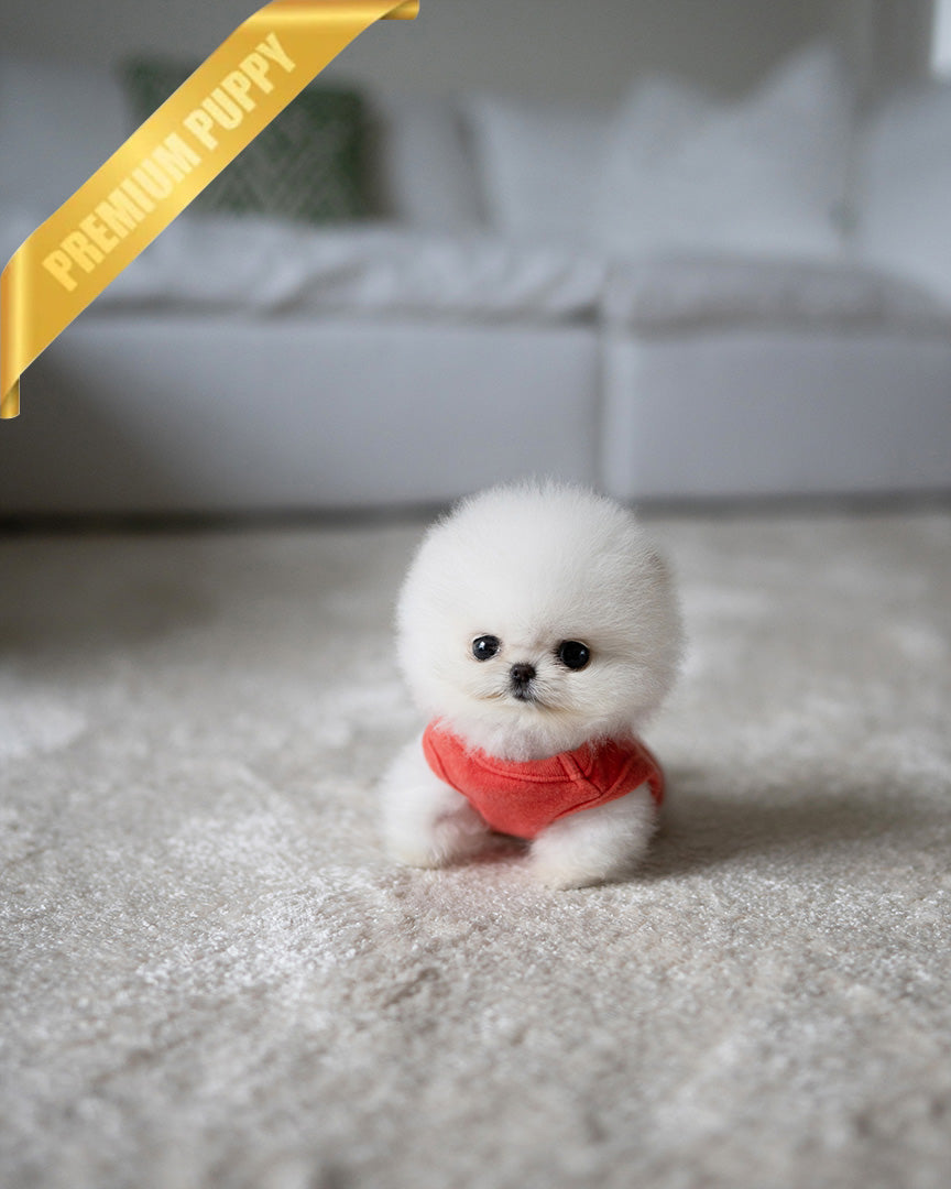 Teddy, a Pomeranian puppy