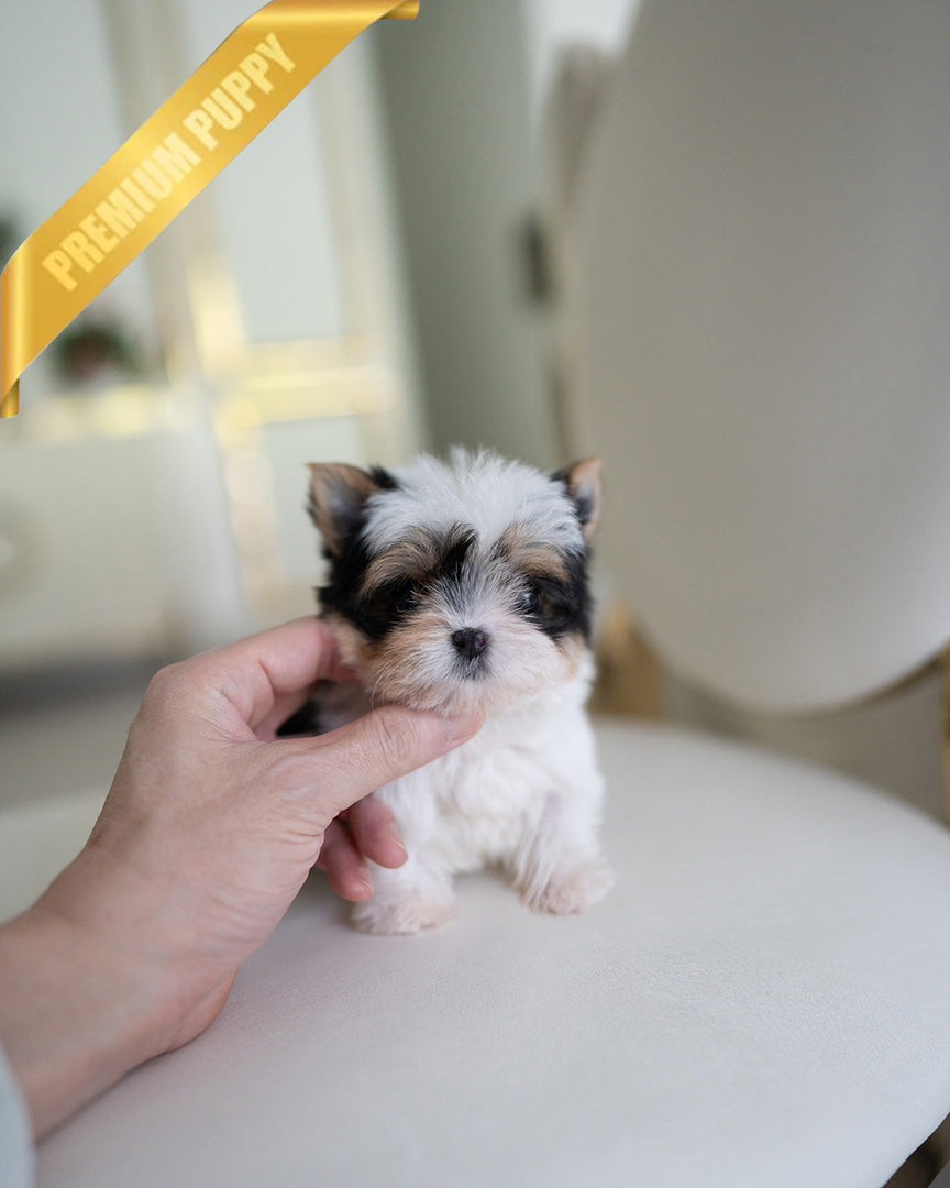 Teddy, a Biewer Terrier puppy