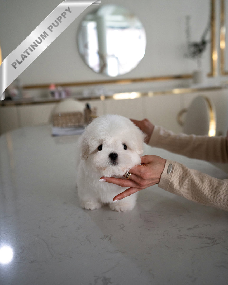 Teddy, a Coton De Tulear puppy