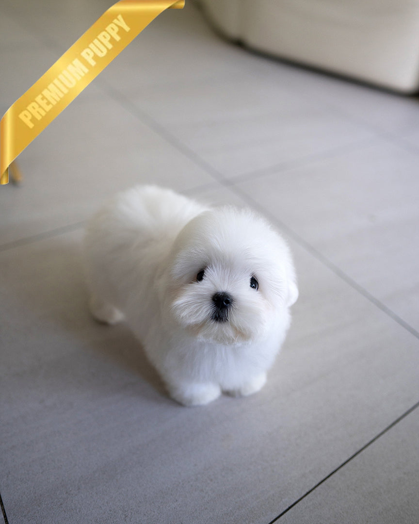 Teddy, a Coton De Tulear puppy