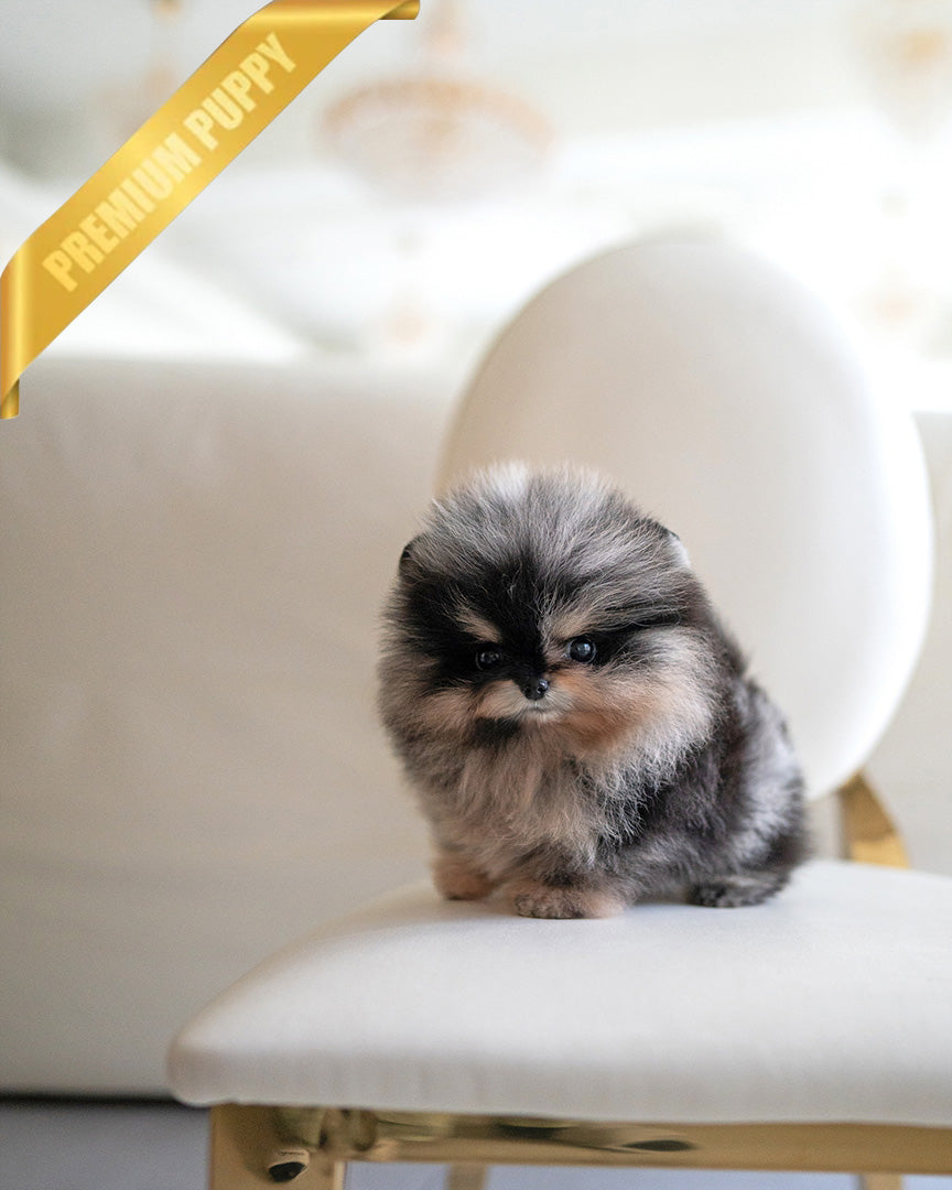 Theo, a Pomeranian puppy