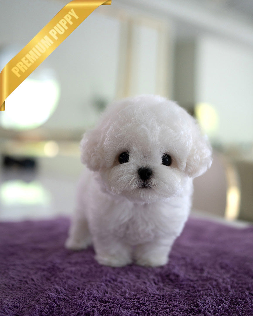 Theo, a Coton De Tulear puppy