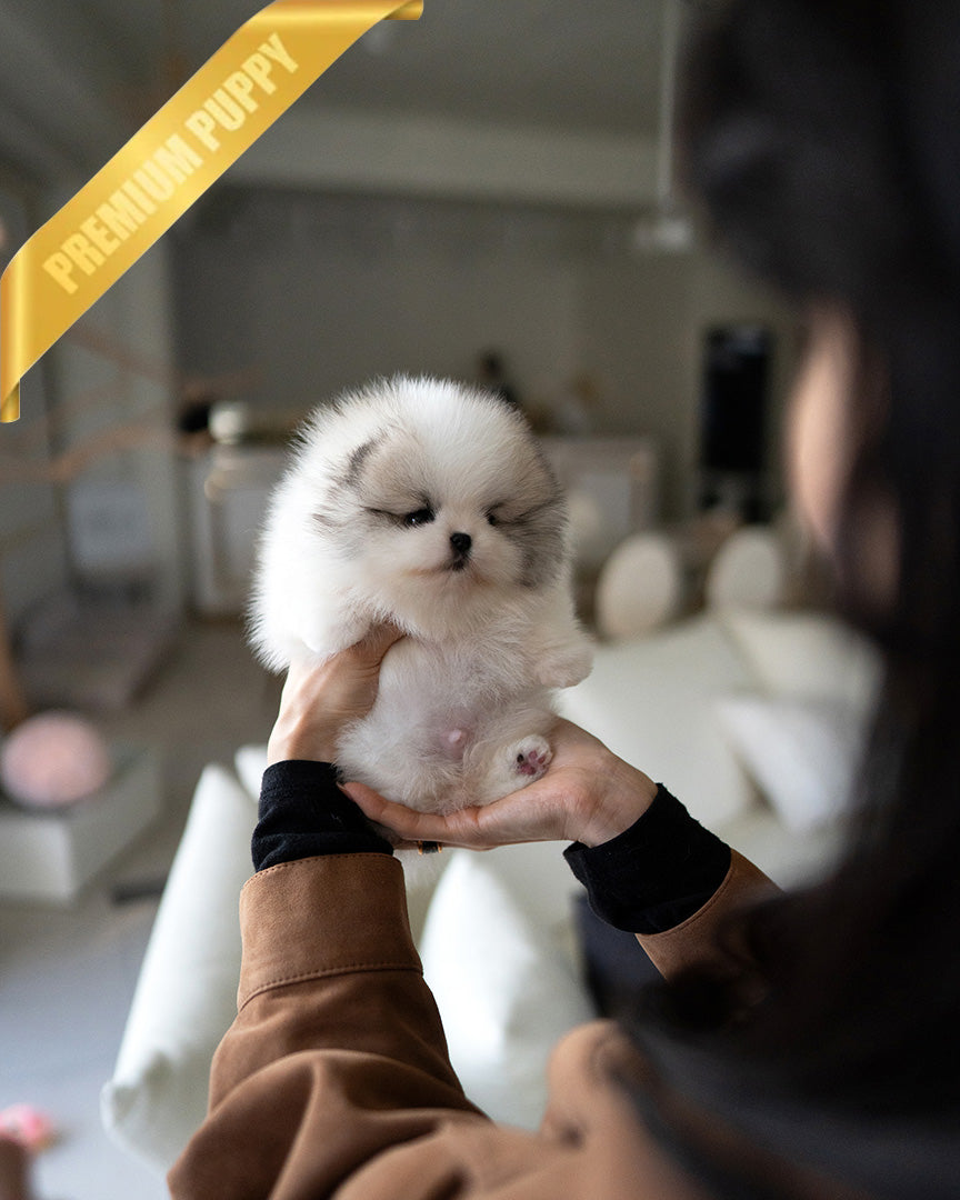 Theo, a Pomeranian puppy