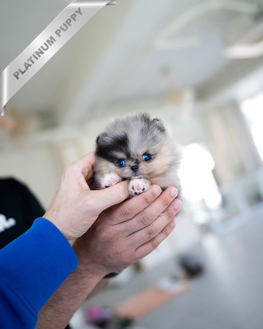 Thor, a Pomeranian puppy