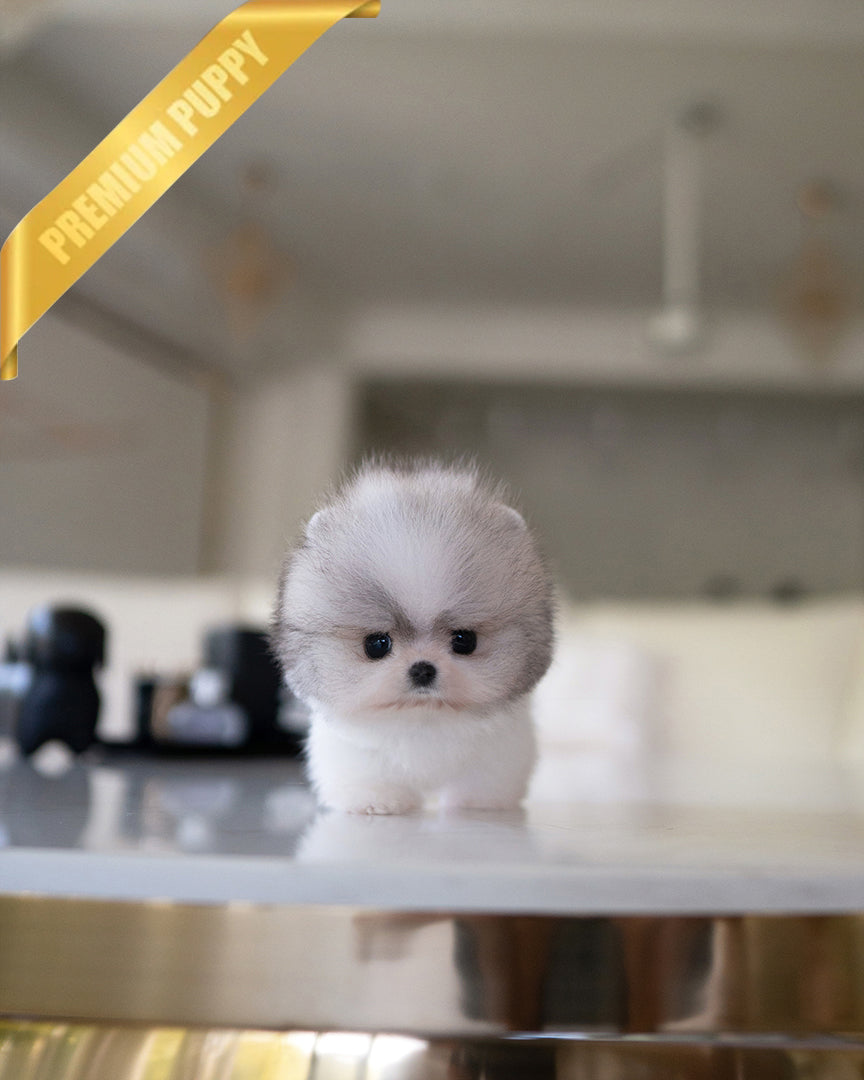 Thor, a Pomeranian puppy