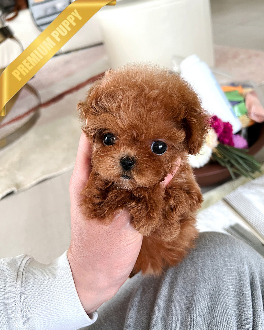 Tippy, a Poodle puppy