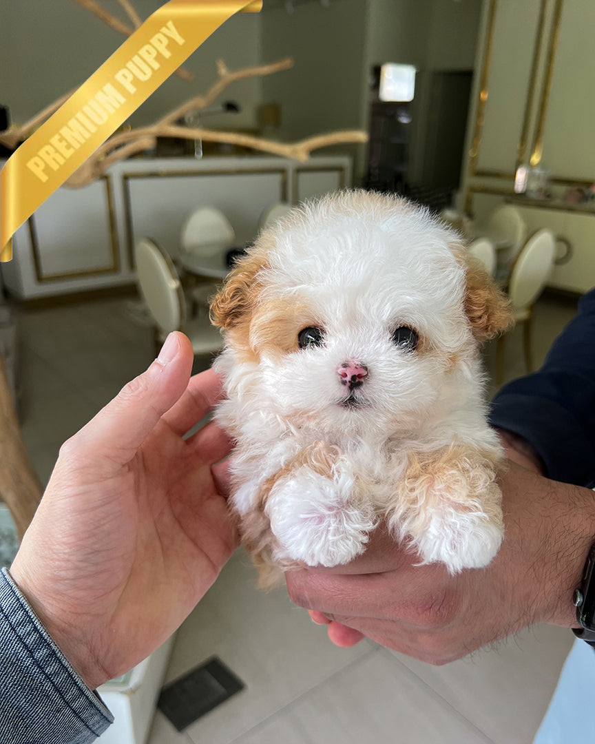 Toby, a Poodle puppy