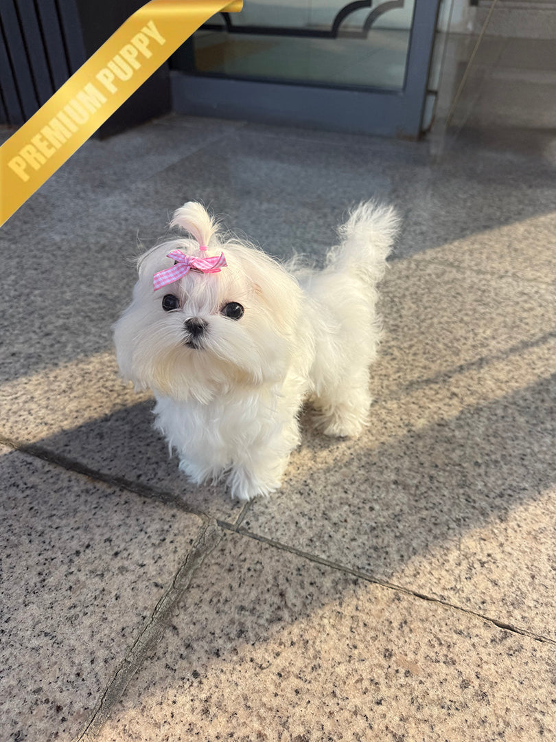 Toby, a Maltese puppy
