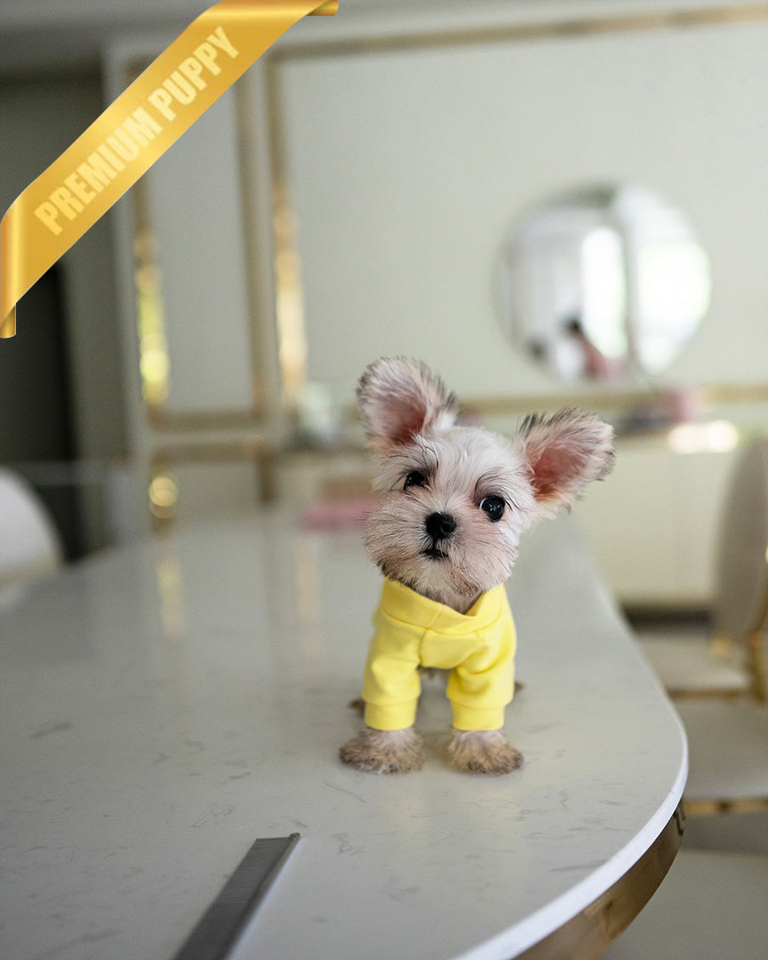 Toby, a Mauzer puppy