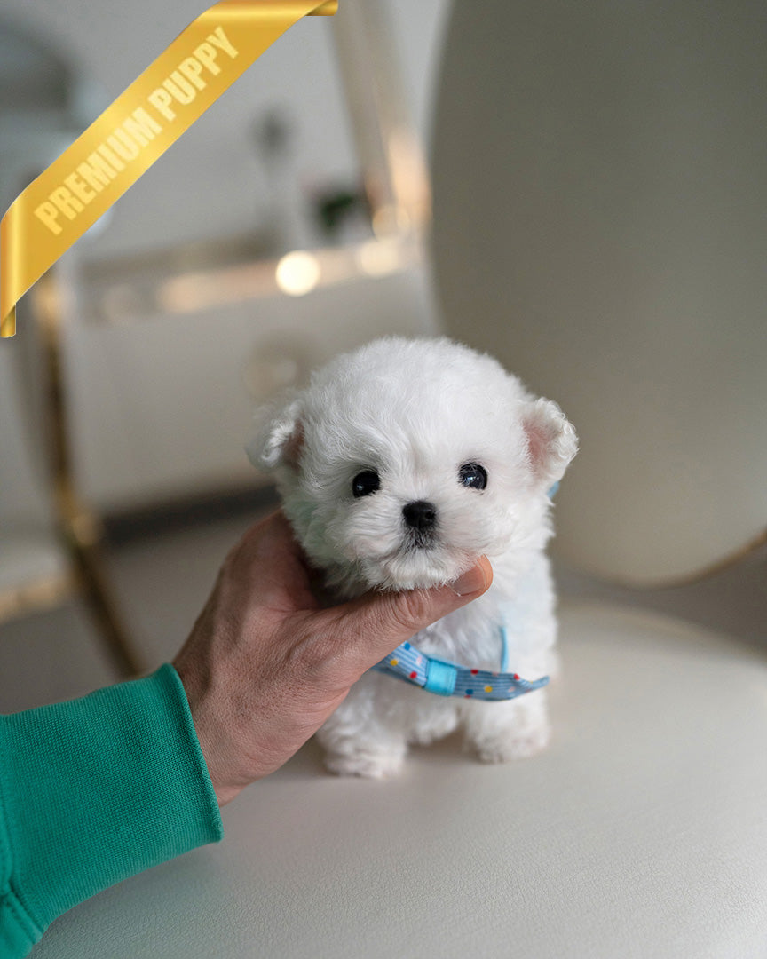 Toby, a Bichon Frise puppy
