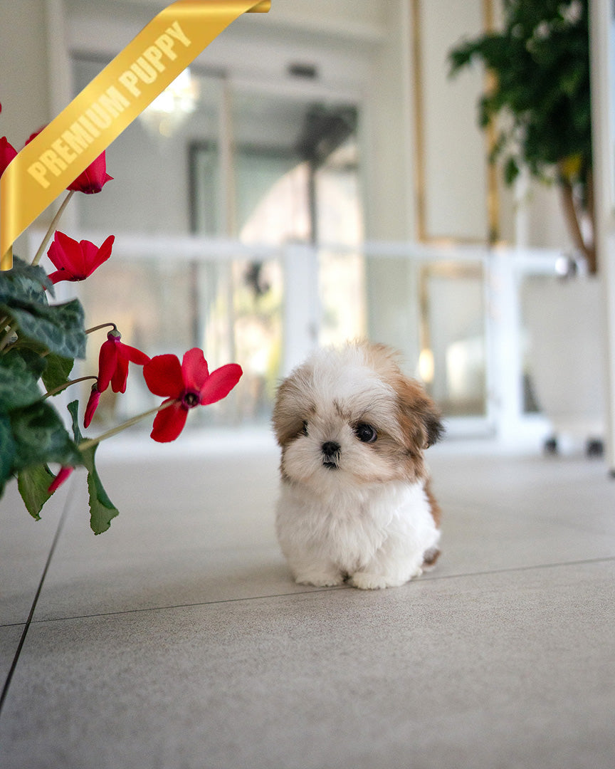 Toby, a Maltitzu puppy