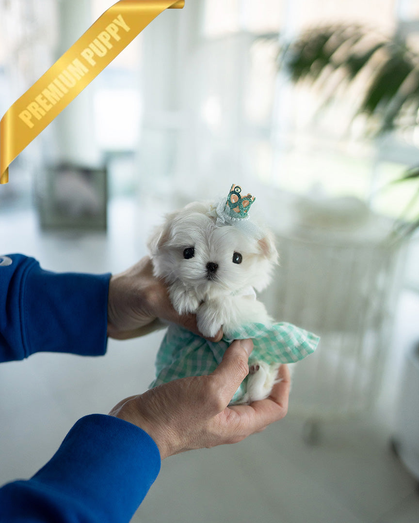 Toby, a Maltese puppy