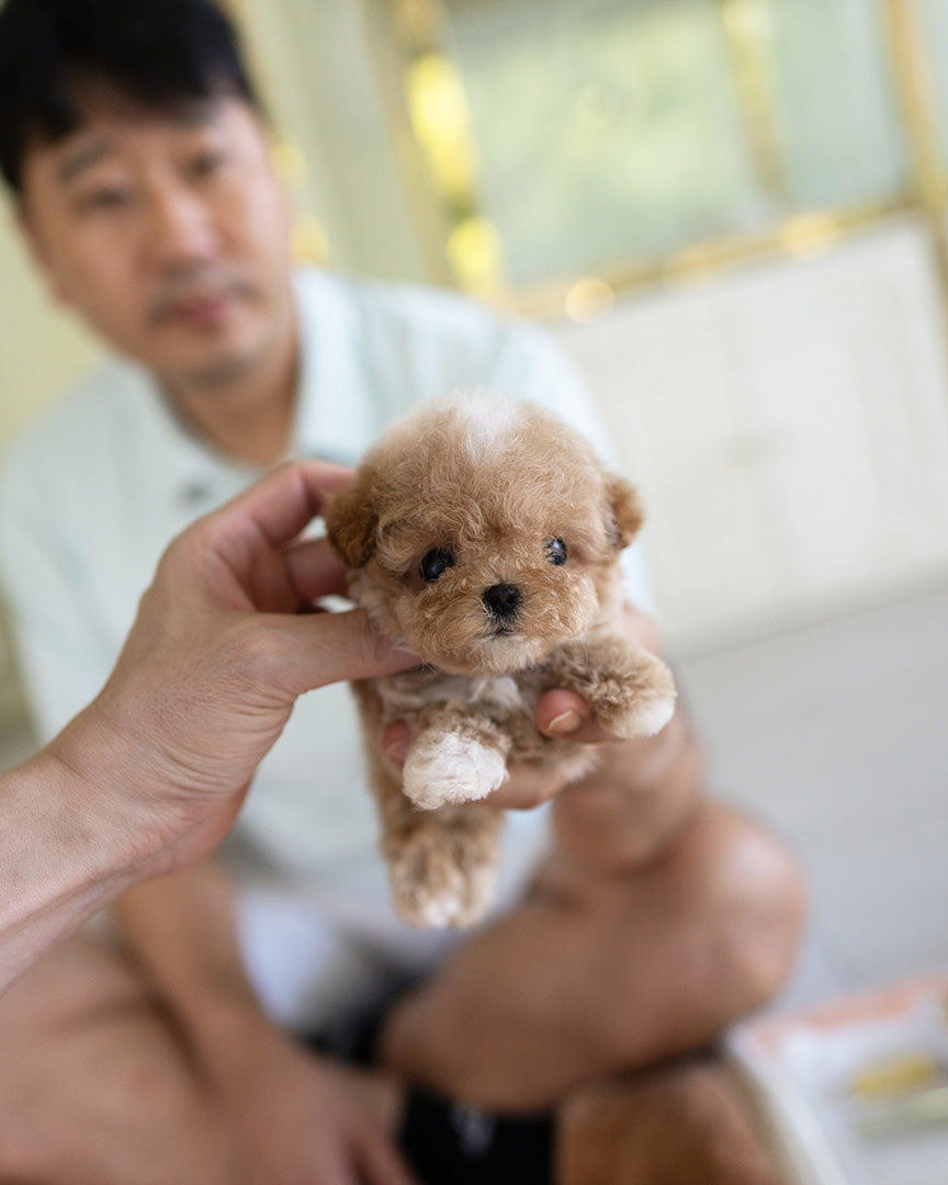 Toby, a Poodle puppy