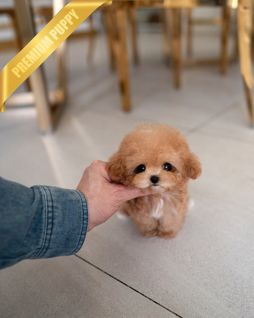 Toby, a Poodle puppy