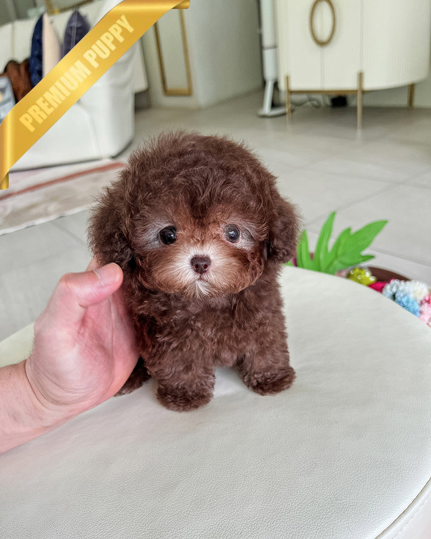Latte, a Poodle puppy