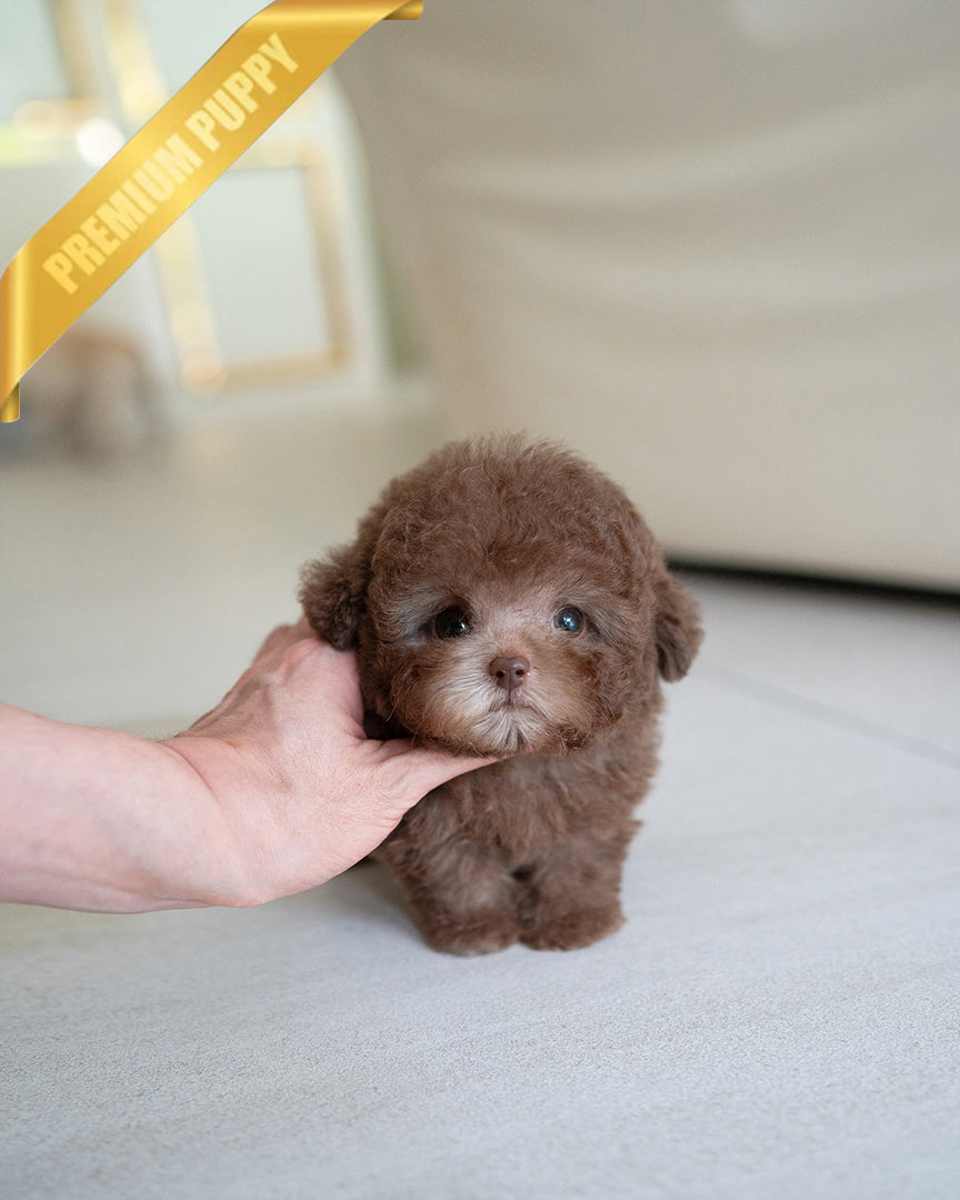 Toffee, a Poodle puppy
