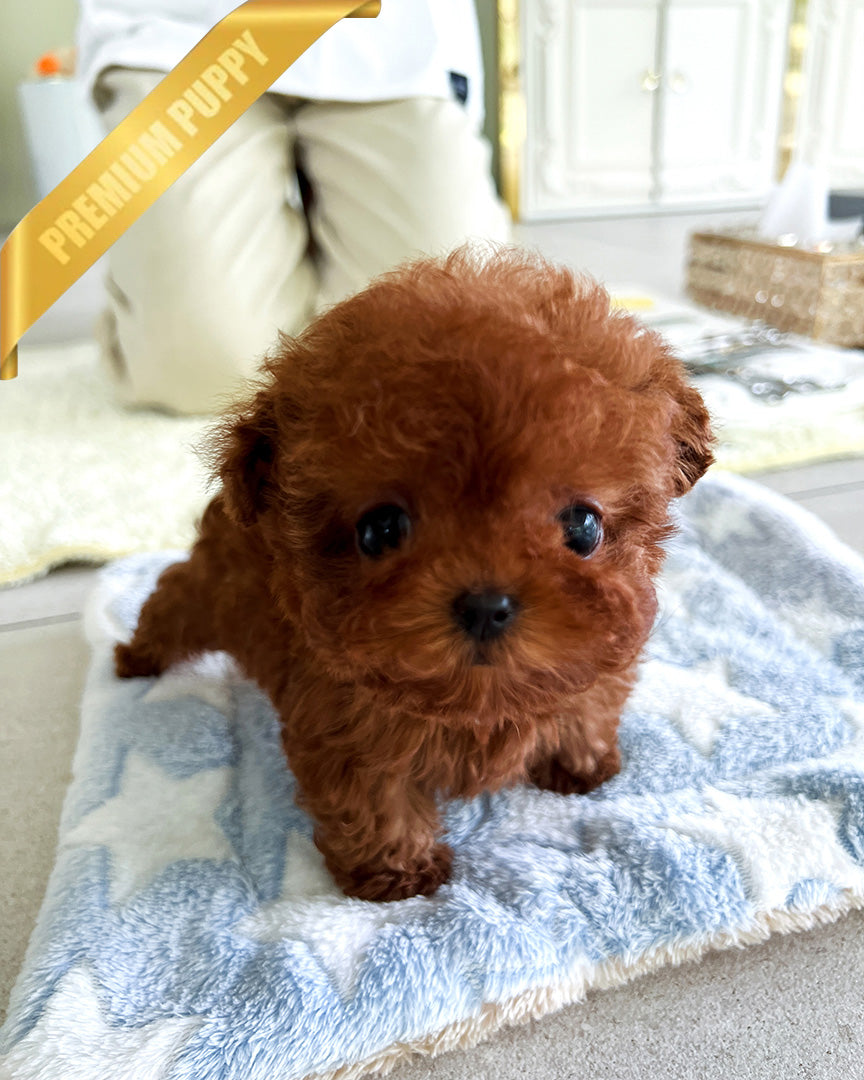 Tory, a Poodle puppy
