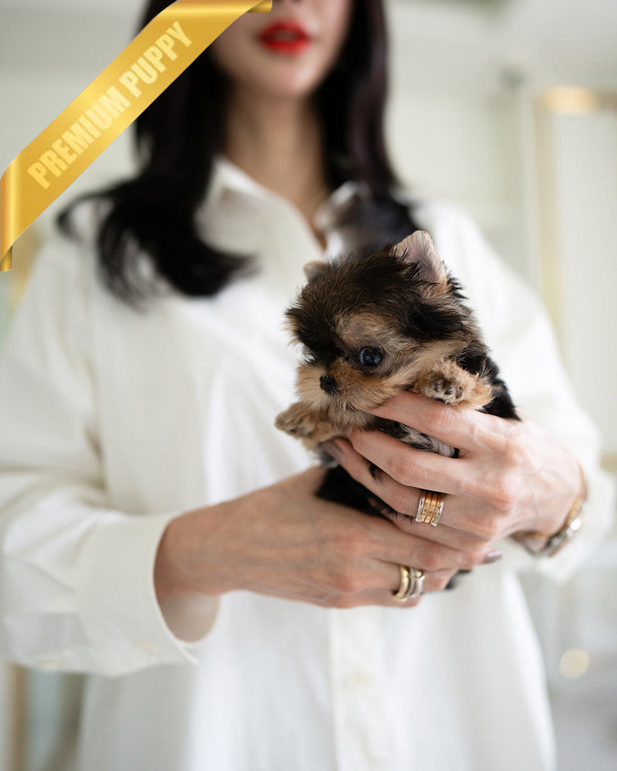 Toto, a Yorkie puppy