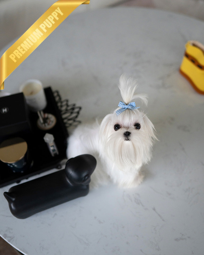 Toto, a Maltese puppy