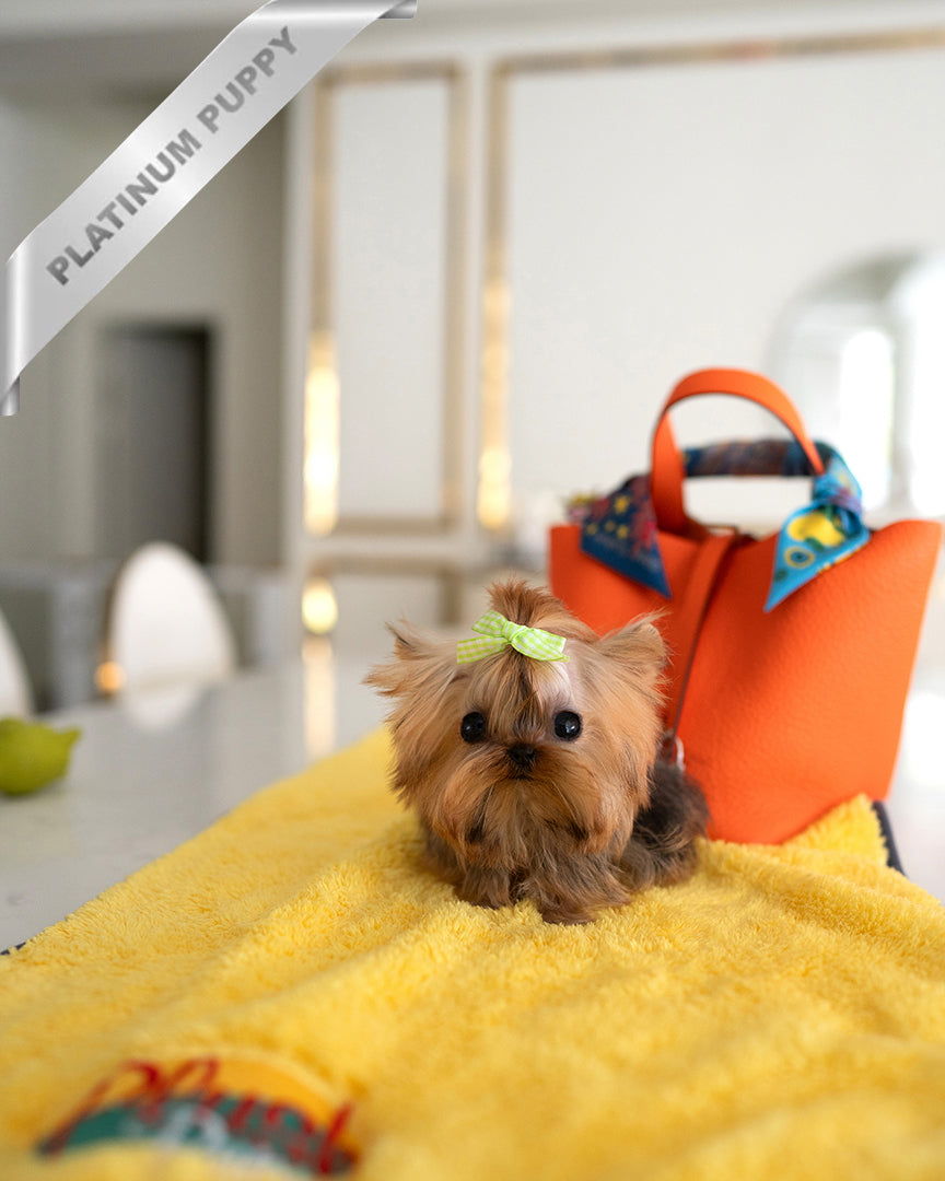 Toto, a Yorkie puppy