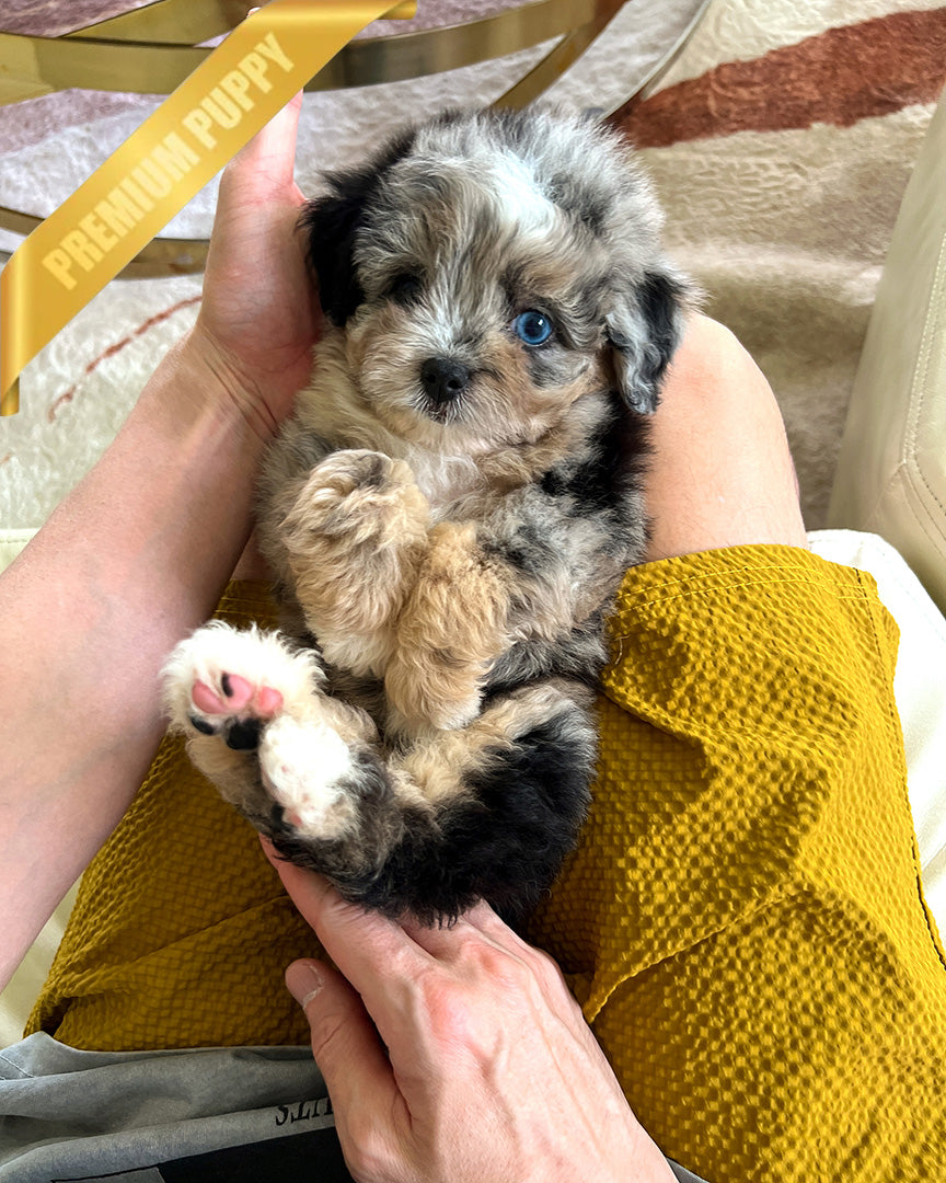 Trixie, a Doodle puppy